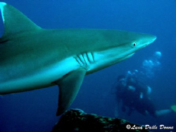 Gray shark - Canon G9 in canon housing by Luca Dalle Donne 